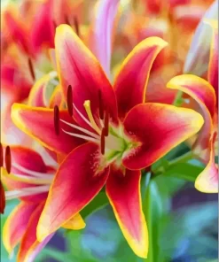 Colorful Lily Paint By Numbers