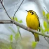 Kentucky Warbler Paint By Numbers