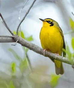 Kentucky Warbler Paint By Numbers