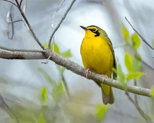 Kentucky Warbler Paint By Numbers