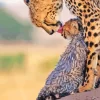 Leopard With Baby Paint By Numbers