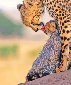 Leopard With Baby Paint By Numbers