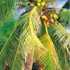 Coconut Tree Paint By Numbers