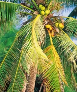 Coconut Tree Paint By Numbers