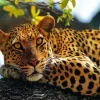 Leopard In Tree Paint By Numbers