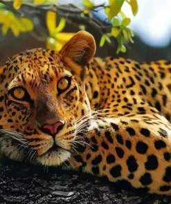 Leopard In Tree Paint By Numbers