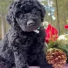 Black Goldendoodle Paint By Numbers