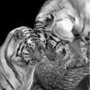 Tigers In Love Paint By Numbers