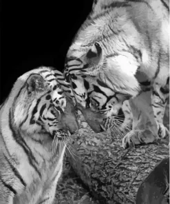 Tigers In Love Paint By Numbers