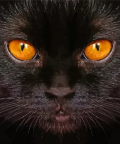 Cat With Yellow Eyes Paint By Numbers