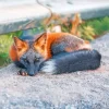 Melanistic Fox Paint By Numbers