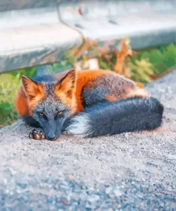 Melanistic Fox Paint By Numbers