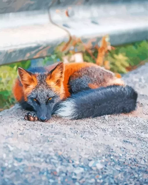 Melanistic Fox Paint By Numbers