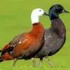 Paradise Shelduck Paint By Numbers