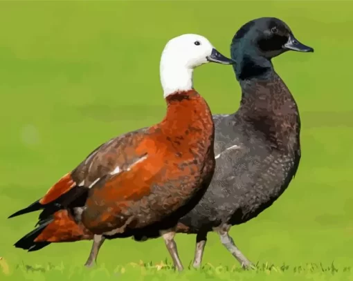 Paradise Shelduck Paint By Numbers