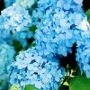 Blue Hydrangea Paint By Numbers