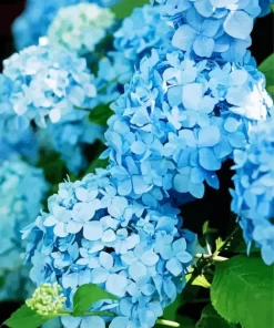 Blue Hydrangea Paint By Numbers