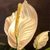 Peace Lily Paint By Numbers