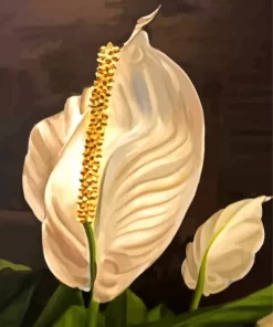 Peace Lily Paint By Numbers