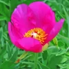 Peony Officinalis Paint By Numbers