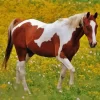 Pinto Horse Paint By Numbers