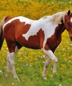 Pinto Horse Paint By Numbers