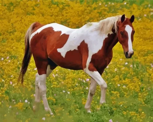 Pinto Horse Paint By Numbers