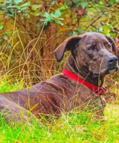 Plott Hound Dog Paint By Numbers