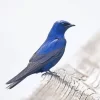 Purple Martin Bird Paint By Numbers