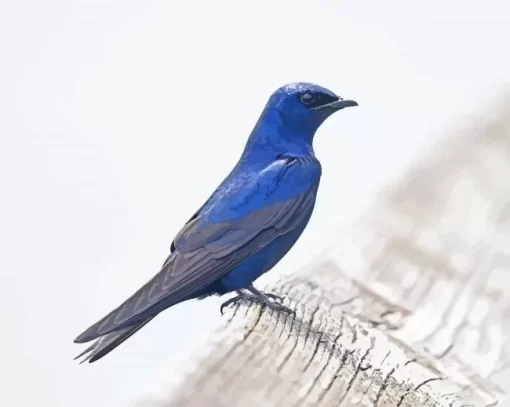 Purple Martin Bird Paint By Numbers