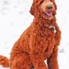 Golden Doodle Dog Paint By Numbers