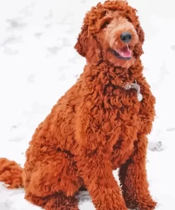 Golden Doodle Dog Paint By Numbers