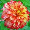 Orange Dahlia Paint By Numbers