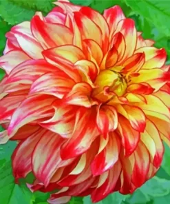 Orange Dahlia Paint By Numbers