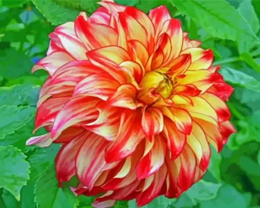 Orange Dahlia Paint By Numbers