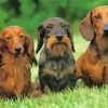 Haired Dachshund Paint By Numbers