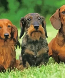 Haired Dachshund Paint By Numbers