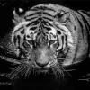 Tiger In The Water Paint By Numbers