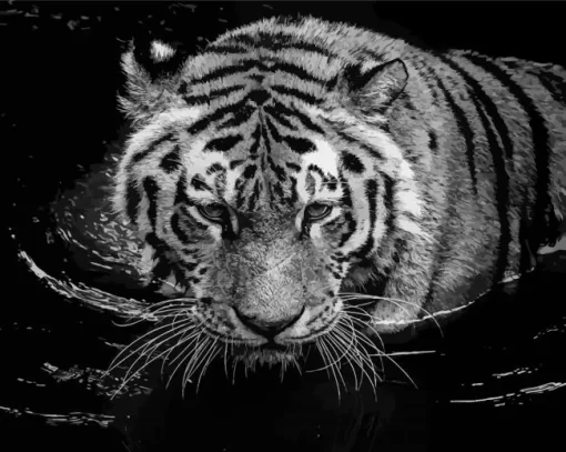 Tiger In The Water Paint By Numbers