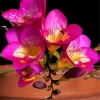 Pink Freesia Paint By Numbers