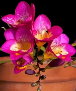 Pink Freesia Paint By Numbers