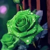 Green Rose Paint By Numbers