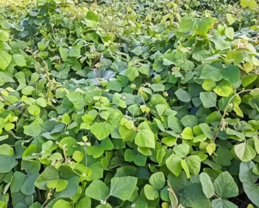 Kudzu Paint By Numbers