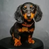 Long Hair Dachshund Paint By Numbers