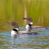 Loons Birdson Lake Paint By Numbers