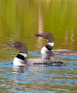 Loons Birdson Lake Paint By Numbers