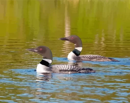 Loons Birdson Lake Paint By Numbers