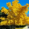 Ginkgo Tree Paint By Numbers