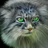 Pallas Cat Paint By Numbers