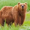 Kodiak Bear Paint By Numbers